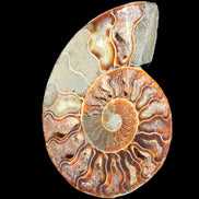 Ammonite split section pair, Madagascar 124*102mm 200g & 125*104mm 208g - 408g in sunlight - Rocks and Things Store