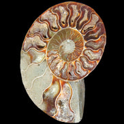Ammonite split section pair, Madagascar 124*102mm 200g & 125*104mm 208g - 408g in sunlight - Rocks and Things Store