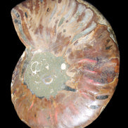 Ammonite split section pair, Madagascar 124*102mm 200g & 125*104mm 208g - 408g in sunlight - Rocks and Things Store