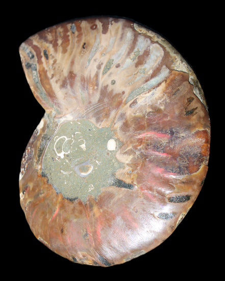 Ammonite split section pair, Madagascar 124*102mm 200g & 125*104mm 208g - 408g in sunlight - Rocks and Things Store