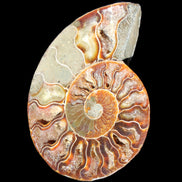 Ammonite split section pair, Madagascar 124*102mm 200g & 125*104mm 208g - 408g in sunlight - Rocks and Things Store