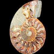 Ammonite split section pair, Madagascar 124*102mm 200g & 125*104mm 208g - 408g in sunlight - Rocks and Things Store