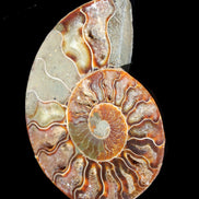 Ammonite split section pair, Madagascar 124*102mm 200g & 125*104mm 208g - 408g in sunlight - Rocks and Things Store
