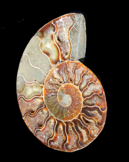 Ammonite split section pair, Madagascar 124*102mm 200g & 125*104mm 208g - 408g in sunlight - Rocks and Things Store