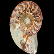 Ammonite split section pair, Madagascar 124*102mm 200g & 125*104mm 208g - 408g in sunlight - Rocks and Things Store
