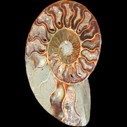 Ammonite split section pair, Madagascar 124*102mm 200g & 125*104mm 208g - 408g in sunlight - Rocks and Things Store