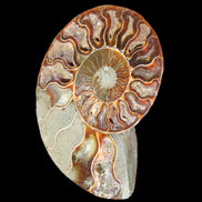 Ammonite split section pair, Madagascar 124*102mm 200g & 125*104mm 208g - 408g in sunlight - Rocks and Things Store