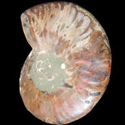 Ammonite split section pair, Madagascar 124*102mm 200g & 125*104mm 208g - 408g in sunlight - Rocks and Things Store