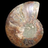 Ammonite split section pair, Madagascar 124*102mm 200g & 125*104mm 208g - 408g in sunlight - Rocks and Things Store