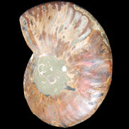 Ammonite split section pair, Madagascar 124*102mm 200g & 125*104mm 208g - 408g in sunlight - Rocks and Things Store