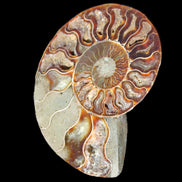 Ammonite split section pair, Madagascar 124*102mm 200g & 125*104mm 208g - 408g in sunlight - Rocks and Things Store