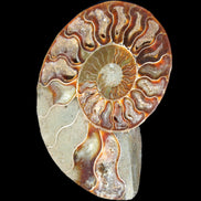 Ammonite split section pair, Madagascar 124*102mm 200g & 125*104mm 208g - 408g in sunlight - Rocks and Things Store
