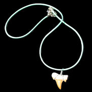Shark tooth wire wrapped pendant necklace with adjustable strap in sunlight - Rocks and Things Store