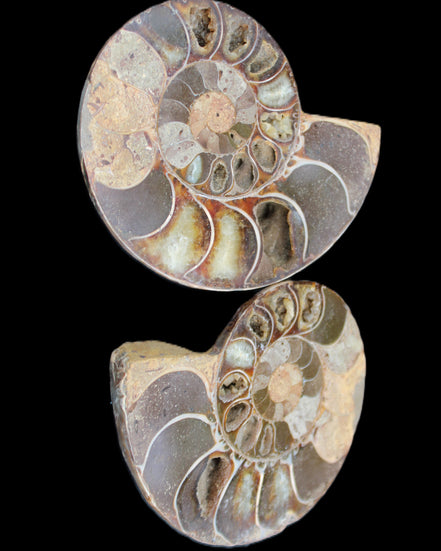 Ammonite section pair 91*74*20mm 169/189g - 358g in sunlight - Rocks and Things Store