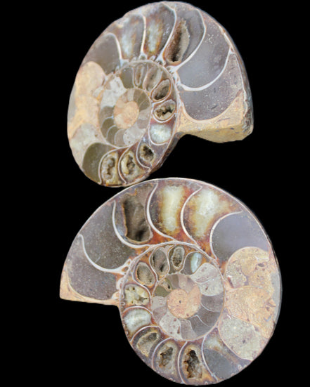 Ammonite section pair 91*74*20mm 169/189g - 358g in sunlight - Rocks and Things Store
