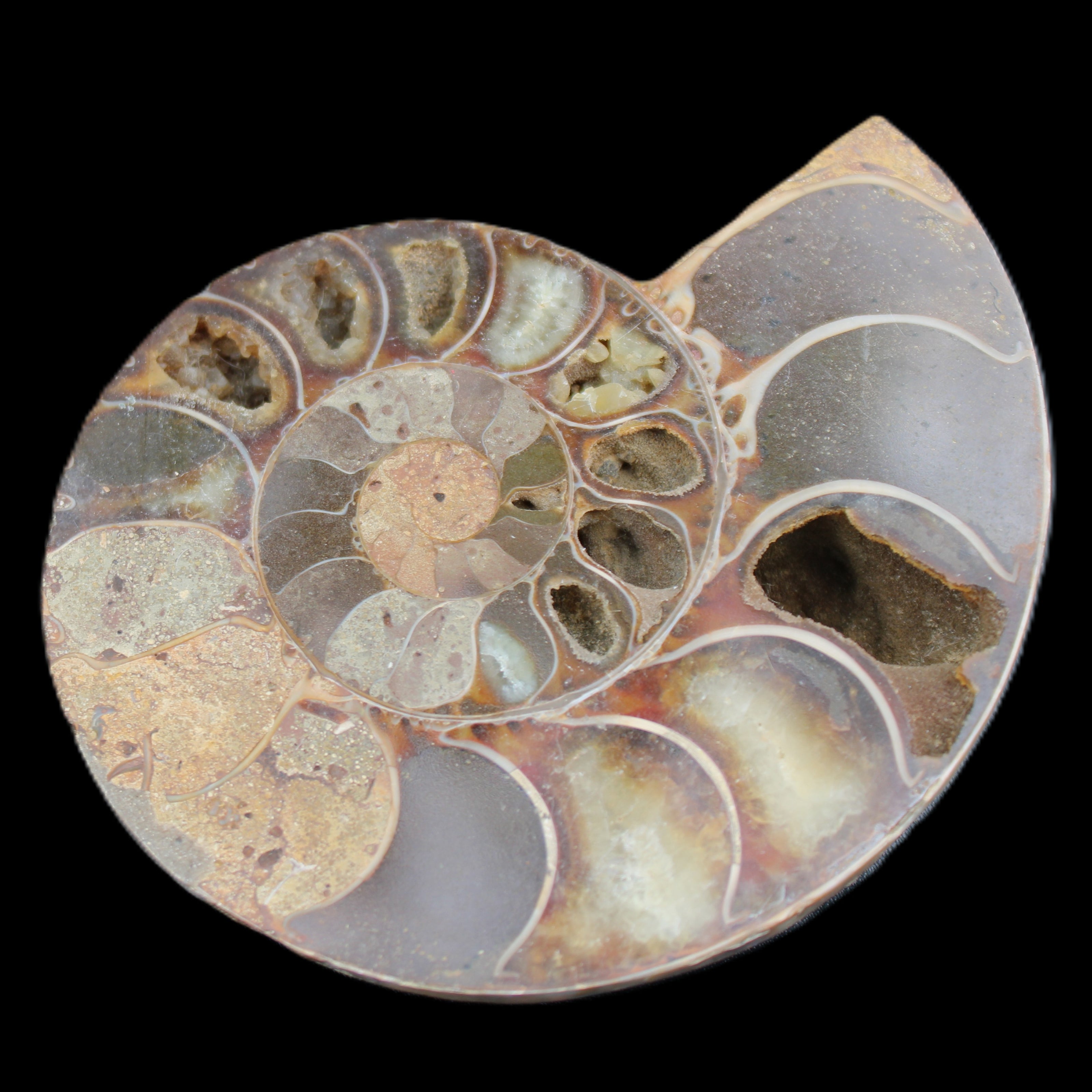Ammonite section pair 91*74*20mm 169/189g - 358g in sunlight - Rocks and Things Store