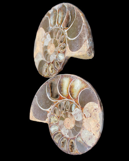Ammonite section pair 91*74*20mm 169/189g - 358g in sunlight - Rocks and Things Store