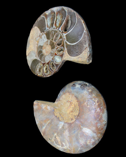 Ammonite section pair 91*74*20mm 169/189g - 358g in sunlight - Rocks and Things Store