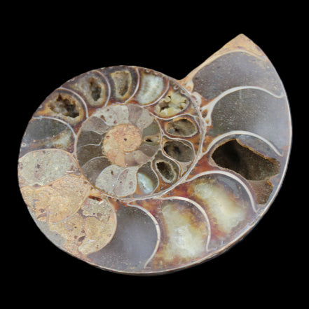Ammonite section pair 91*74*20mm 169/189g - 358g in sunlight - Rocks and Things Store