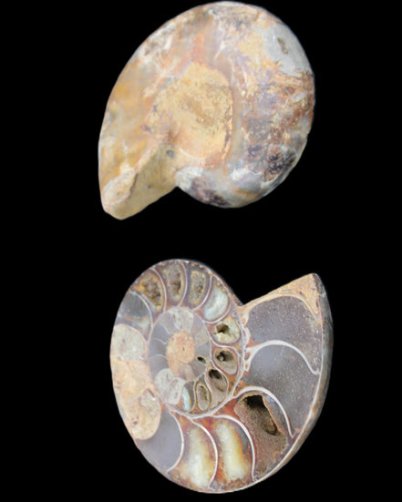 Ammonite section pair 91*74*20mm 169/189g - 358g in sunlight - Rocks and Things Store