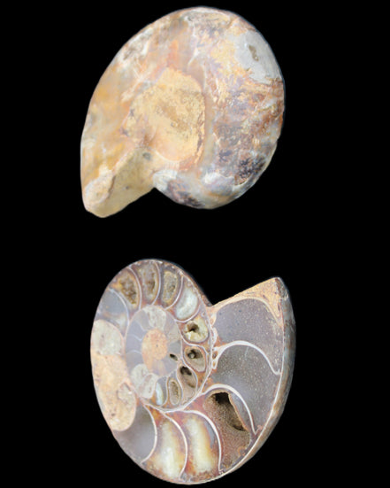 Ammonite section pair 91*74*20mm 169/189g - 358g in sunlight - Rocks and Things Store