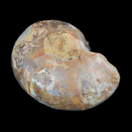 Ammonite section pair 91*74*20mm 169/189g - 358g in sunlight - Rocks and Things Store