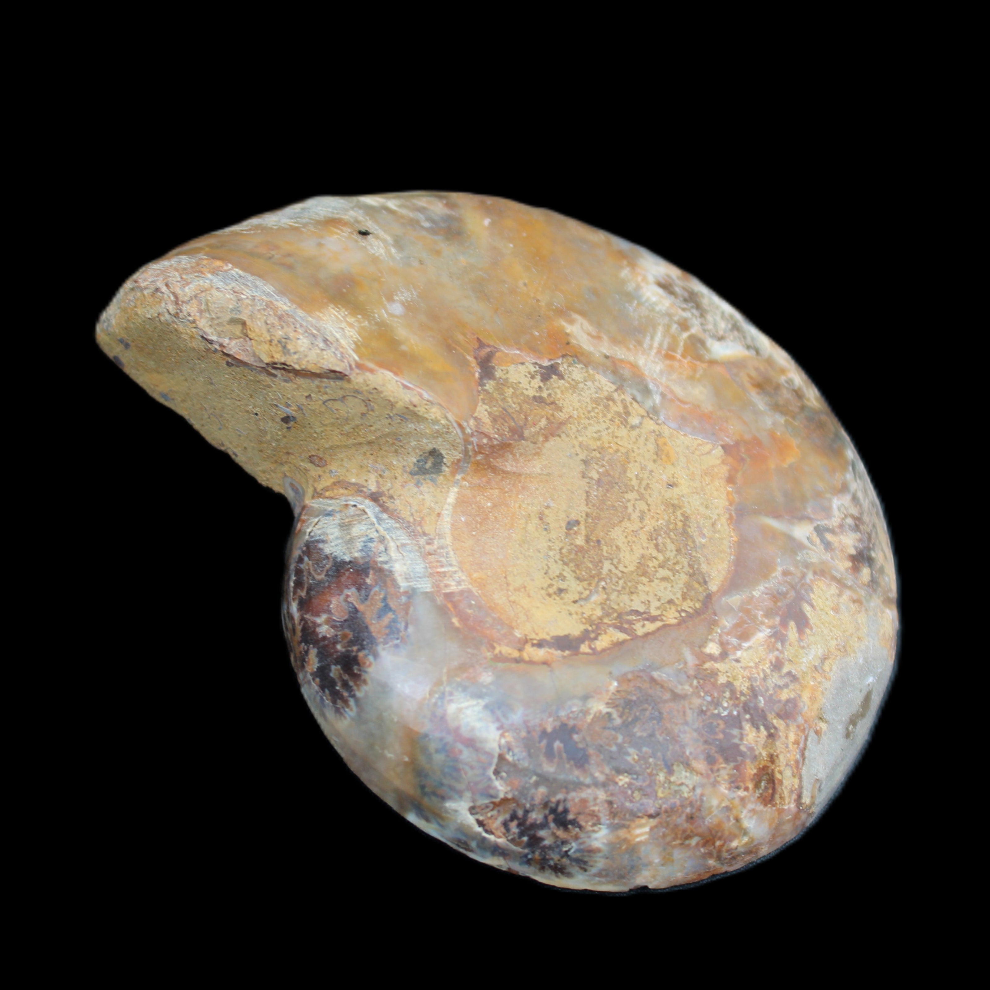 Ammonite section pair 91*74*20mm 169/189g - 358g in sunlight - Rocks and Things Store