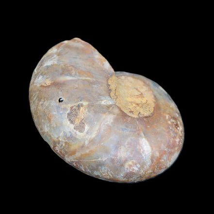 Ammonite section pair 91*74*20mm 169/189g - 358g in sunlight - Rocks and Things Store