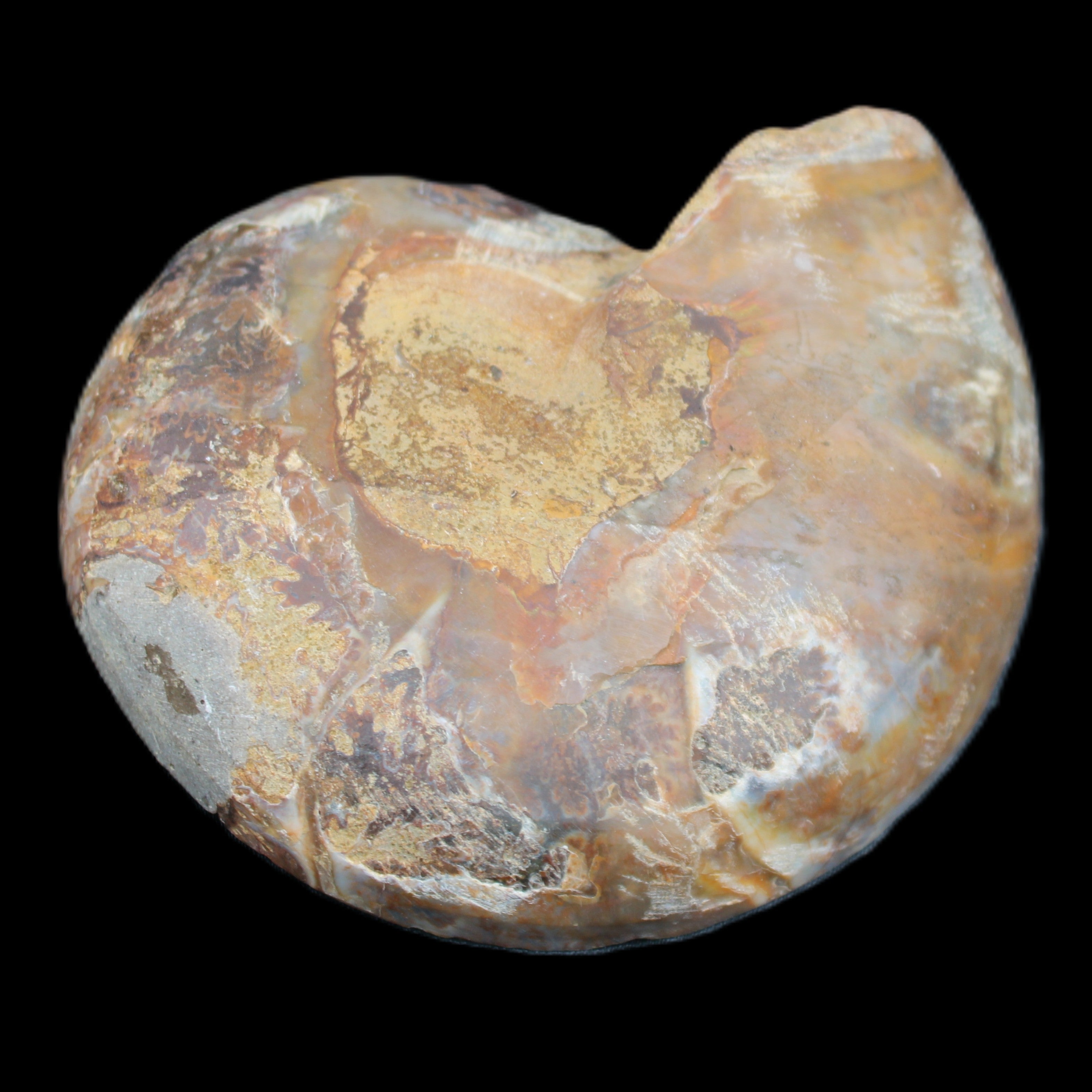 Ammonite section pair 91*74*20mm 169/189g - 358g in sunlight - Rocks and Things Store