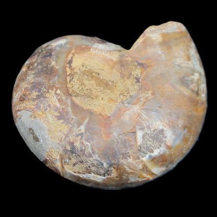 Ammonite section pair 91*74*20mm 169/189g - 358g in sunlight - Rocks and Things Store