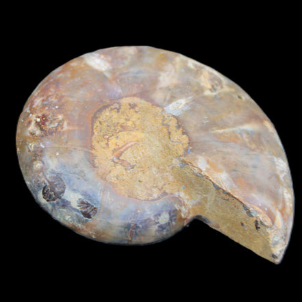 Ammonite section pair 91*74*20mm 169/189g - 358g in sunlight - Rocks and Things Store