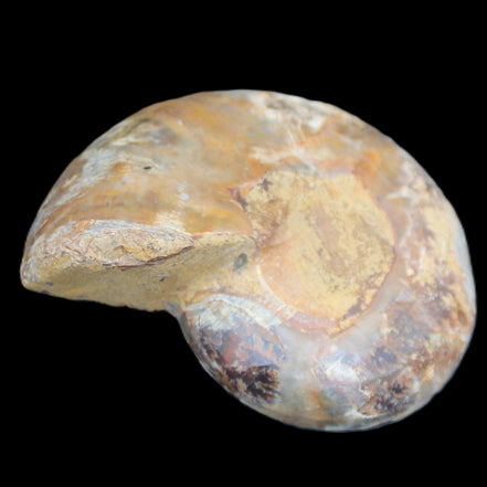 Ammonite section pair 91*74*20mm 169/189g - 358g in sunlight - Rocks and Things Store
