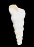 Gastropod Maoricolpus murrayna Miocene fossil from Morgan South Australia 40mm 2.5g in sunlight - Rocks and Things Store