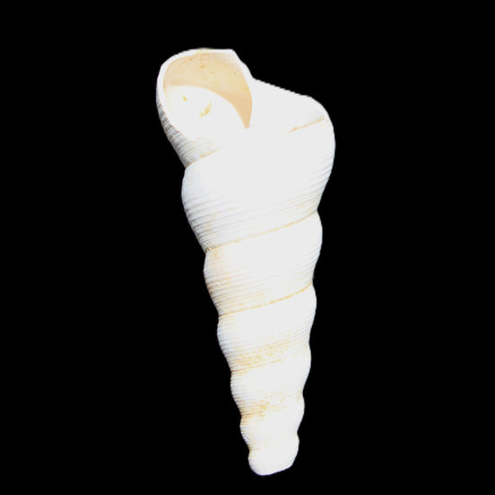 Gastropod Maoricolpus murrayna Miocene fossil from Morgan South Australia 40mm 2.5g in sunlight - Rocks and Things Store