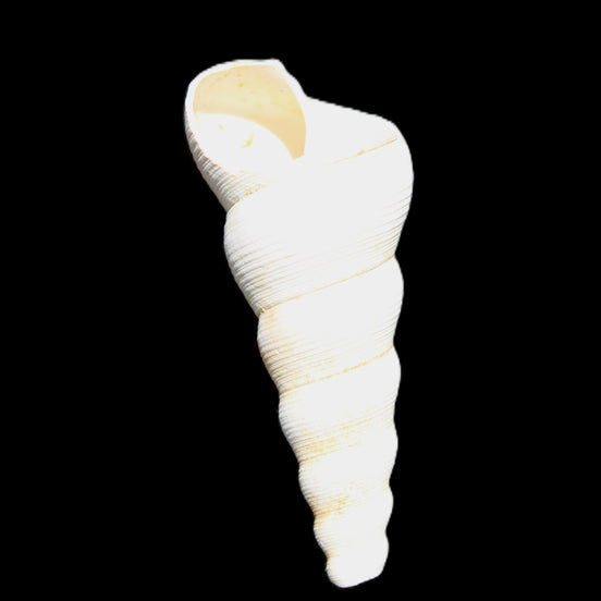 Gastropod Maoricolpus murrayna Miocene fossil from Morgan South Australia 40mm 2.5g in sunlight - Rocks and Things Store