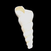 Gastropod Maoricolpus murrayna Miocene fossil from Morgan South Australia 40mm 2.5g in sunlight - Rocks and Things Store