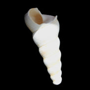 Gastropod Maoricolpus murrayna Miocene fossil from Morgan South Australia 40mm 2.5g in sunlight - Rocks and Things Store