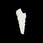 Gastropod Maoricolpus murrayna Miocene fossil from Morgan South Australia 40mm 2.5g in sunlight - Rocks and Things Store