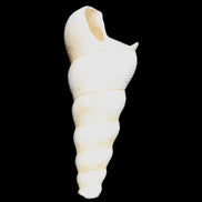 Gastropod Maoricolpus murrayna Miocene fossil from Morgan South Australia 40mm 2.5g in sunlight - Rocks and Things Store