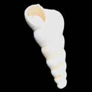 Gastropod Maoricolpus murrayna Miocene fossil from Morgan South Australia 40mm 2.5g in sunlight - Rocks and Things Store