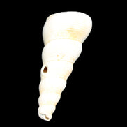 Gastropod Maoricolpus murrayna Miocene fossil from Morgan South Australia 40mm 2.5g in sunlight - Rocks and Things Store