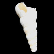 Gastropod Maoricolpus murrayna Miocene fossil from Morgan South Australia 40mm 2.5g in sunlight - Rocks and Things Store