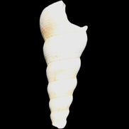 Gastropod Maoricolpus murrayna Miocene fossil from Morgan South Australia 40mm 2.5g in sunlight - Rocks and Things Store