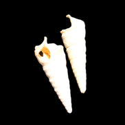 Gastropod Maoricolpus murrayna two Miocene fossils from Morgan South Australia 31-34mm 3-4g in sunlight - Rocks and Things Store