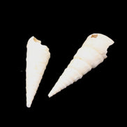 Gastropod Maoricolpus murrayna two Miocene fossils from Morgan South Australia 31-34mm 3-4g in sunlight - Rocks and Things Store