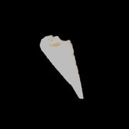 Gastropod Maoricolpus murrayna two Miocene fossils from Morgan South Australia 31-34mm 3-4g in sunlight - Rocks and Things Store