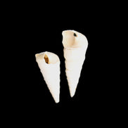 Gastropod Maoricolpus murrayna two Miocene fossils from Morgan South Australia 31-34mm 3-4g in sunlight - Rocks and Things Store