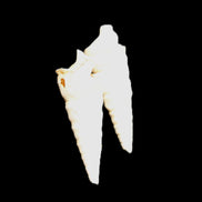 Gastropod Maoricolpus murrayna two Miocene fossils from Morgan South Australia 31-34mm 3-4g in sunlight - Rocks and Things Store