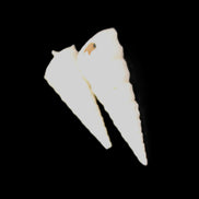 Gastropod Maoricolpus murrayna two Miocene fossils from Morgan South Australia 31-34mm 3-4g in sunlight - Rocks and Things Store