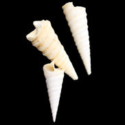 Gastropod Maoricolpus murrayna three Miocene fossils from Morgan South Australia 24-31mm 3-4g in sunlight - Rocks and Things Store